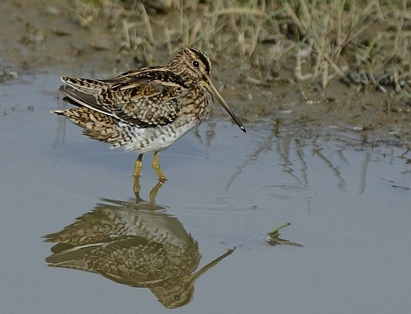 Common Snipe