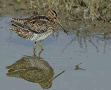 Common Snipe