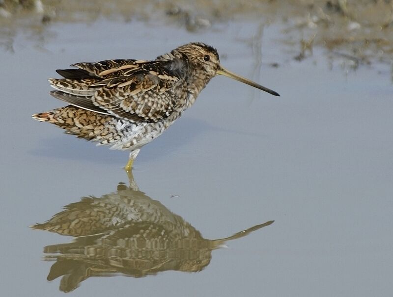 Common Snipeadult post breeding