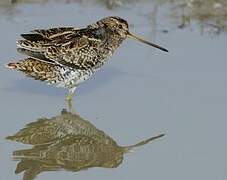 Common Snipe