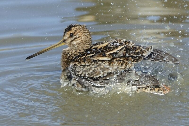 Common Snipe