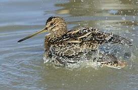 Common Snipe