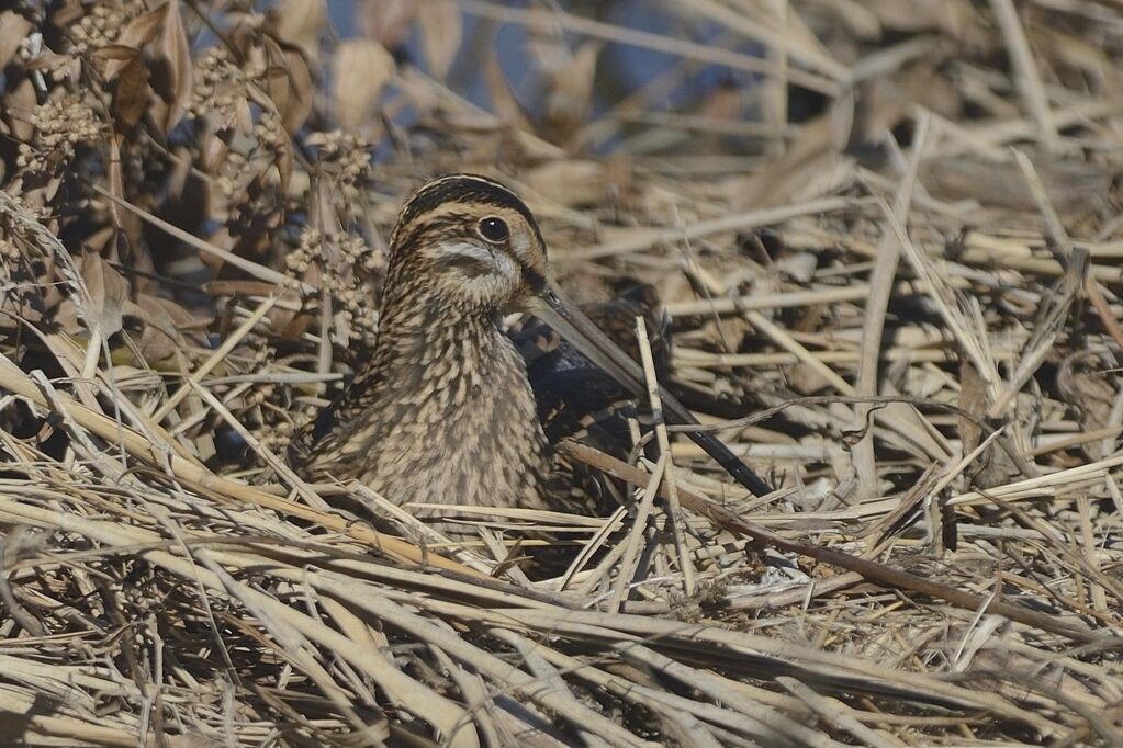 Bécassine des maraisadulte internuptial, camouflage