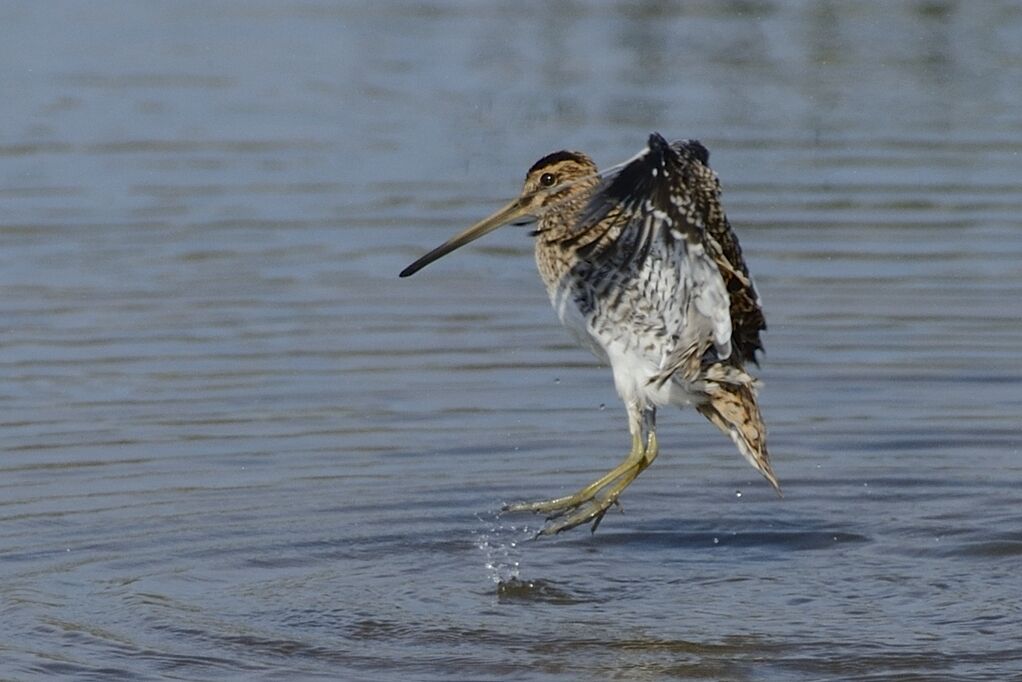 Common Snipeadult, care