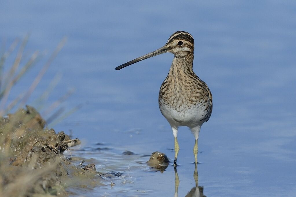 Common Snipeadult post breeding, close-up portrait