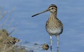 Common Snipe