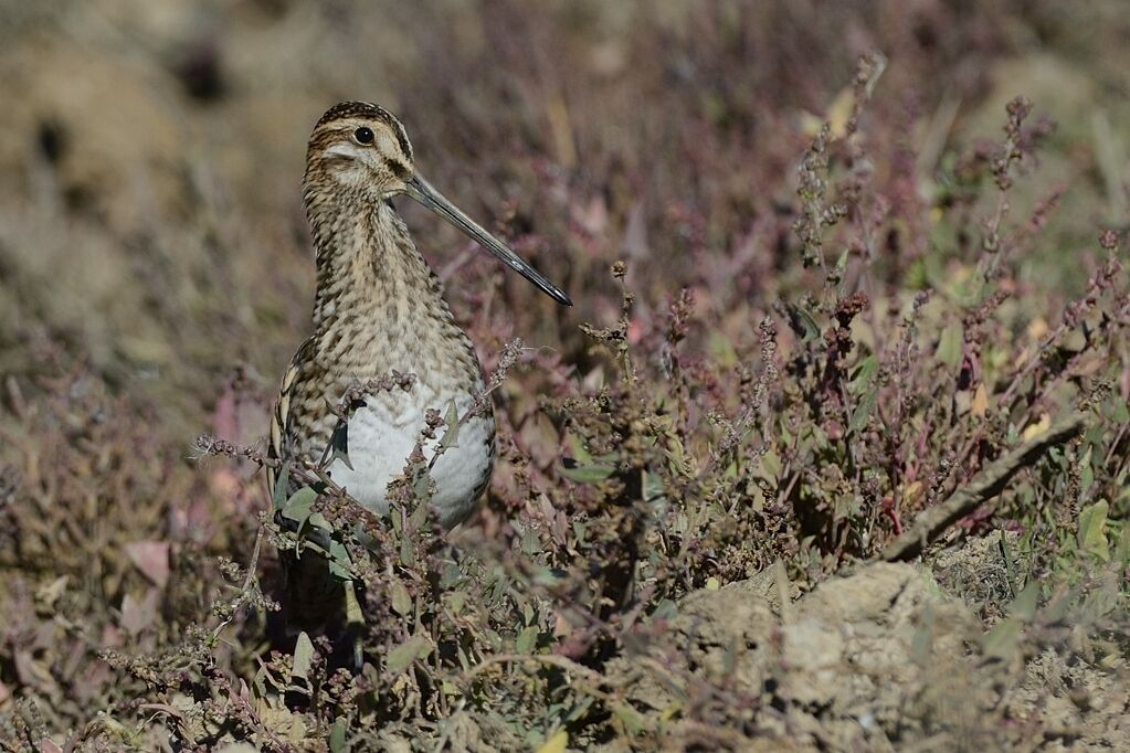 Common Snipeadult post breeding, habitat