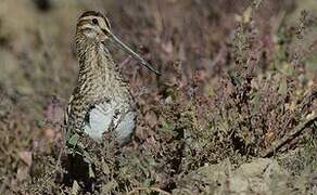 Common Snipe