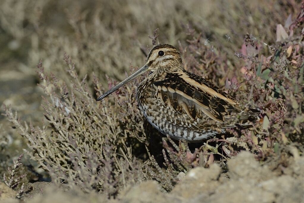 Common Snipeadult post breeding, habitat