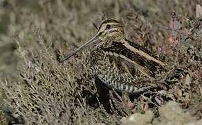 Common Snipe