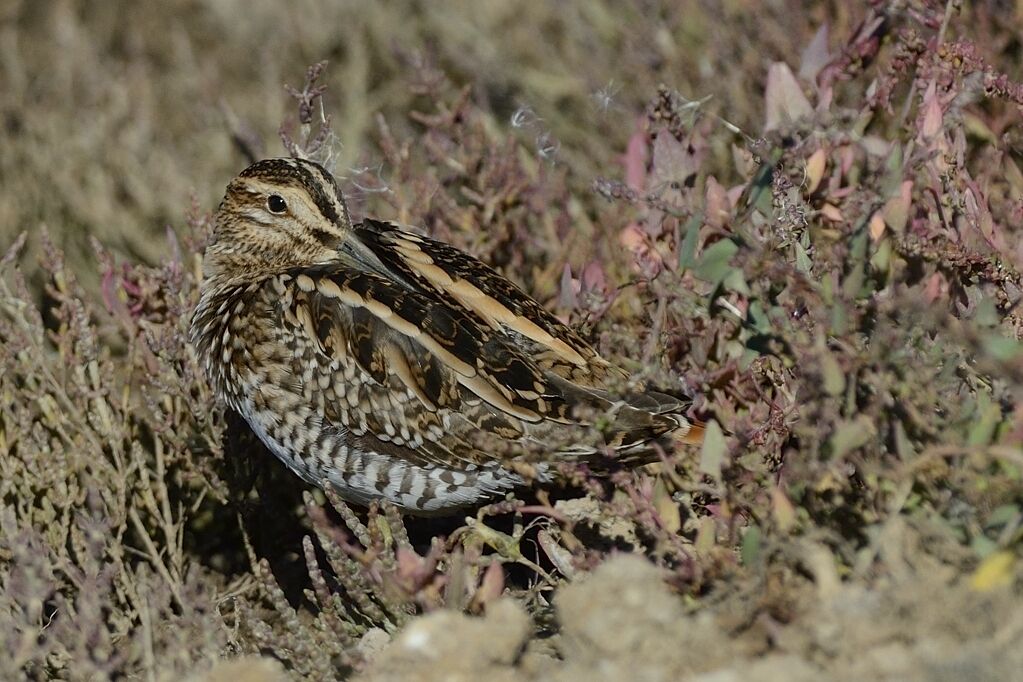 Common Snipeadult, habitat