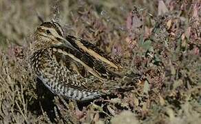 Common Snipe