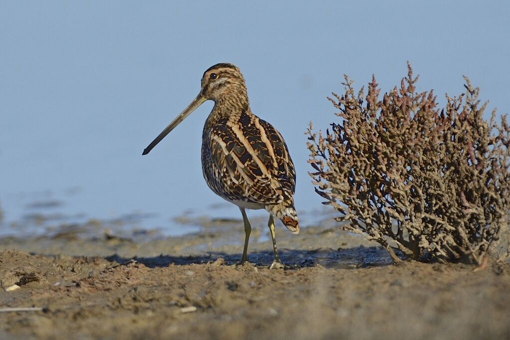 Common Snipeadult post breeding, habitat