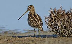 Common Snipe