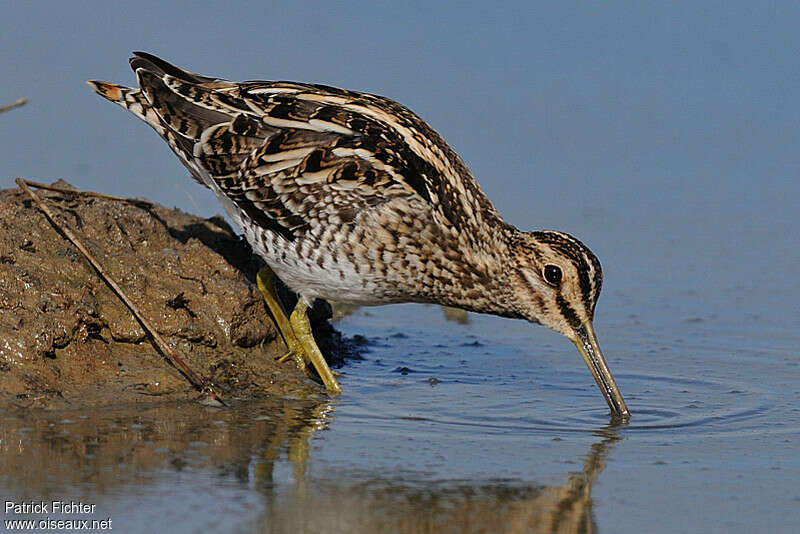 Common Snipeadult, fishing/hunting