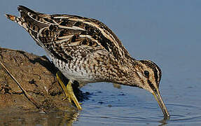 Common Snipe