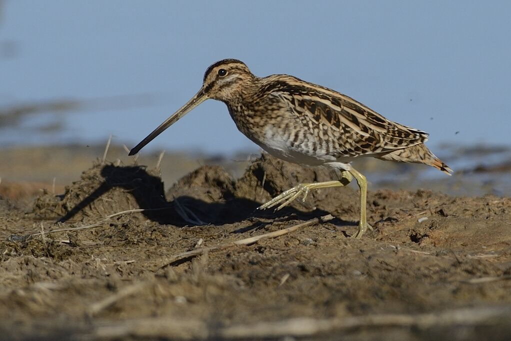 Common Snipeadult post breeding