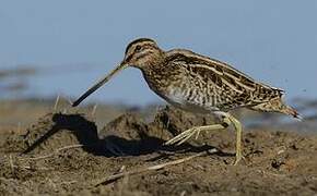 Common Snipe