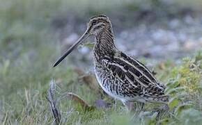 Common Snipe