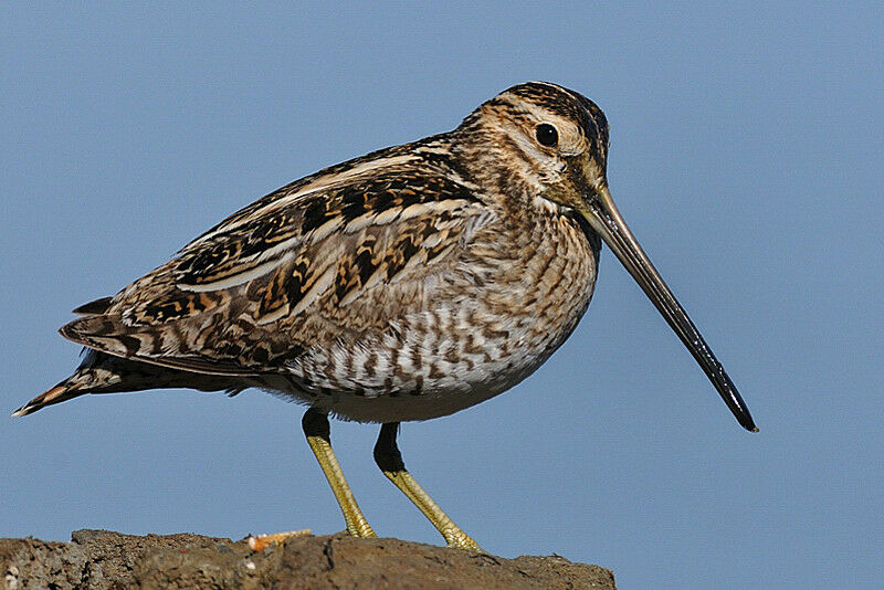 Common Snipeadult