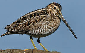 Common Snipe