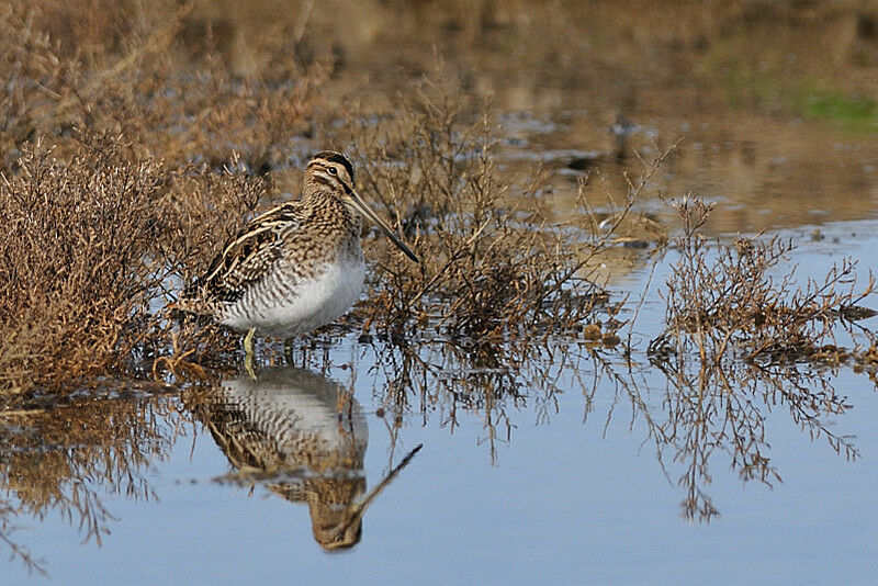 Common Snipeadult