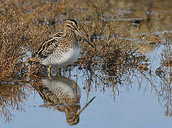 Common Snipe