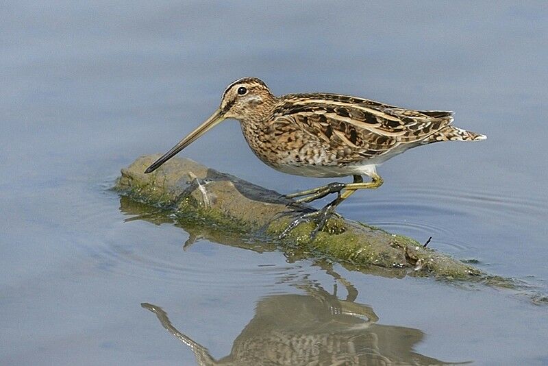 Common Snipeadult