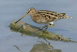 Common Snipe