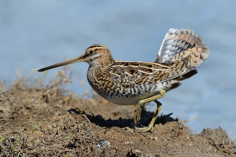 Common Snipeadult