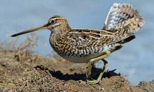 Common Snipe