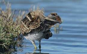 Common Snipe