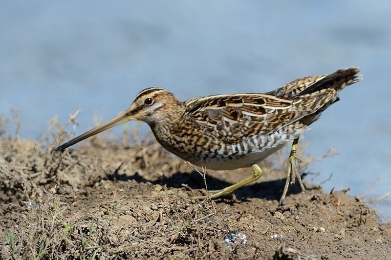 Common Snipeadult