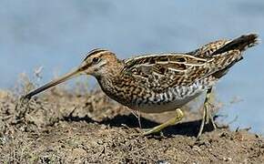 Common Snipe