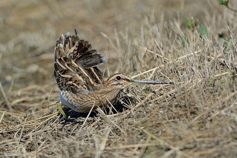 Common Snipeadult