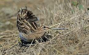 Common Snipe