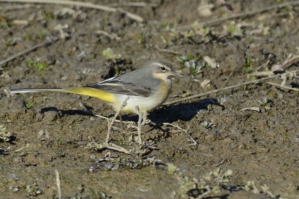 Bergeronnette des ruisseauxadulte internuptial, identification