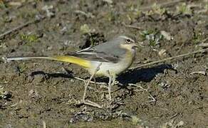 Grey Wagtail