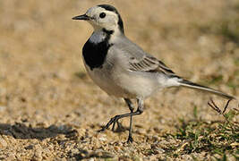 White Wagtail