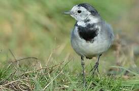 White Wagtail