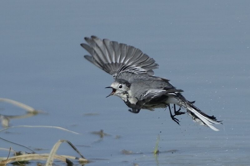 White Wagtailadult post breeding