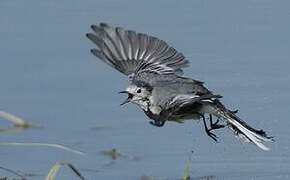 White Wagtail