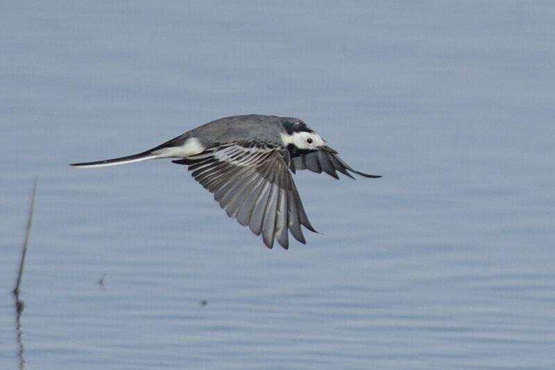 White Wagtailadult post breeding, Flight