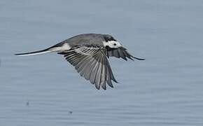 White Wagtail