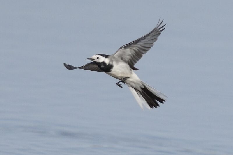 White Wagtailadult post breeding, Flight