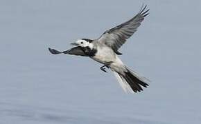 White Wagtail