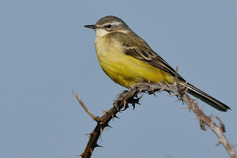 Western Yellow Wagtail female adult