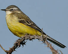 Western Yellow Wagtail