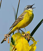 Western Yellow Wagtail