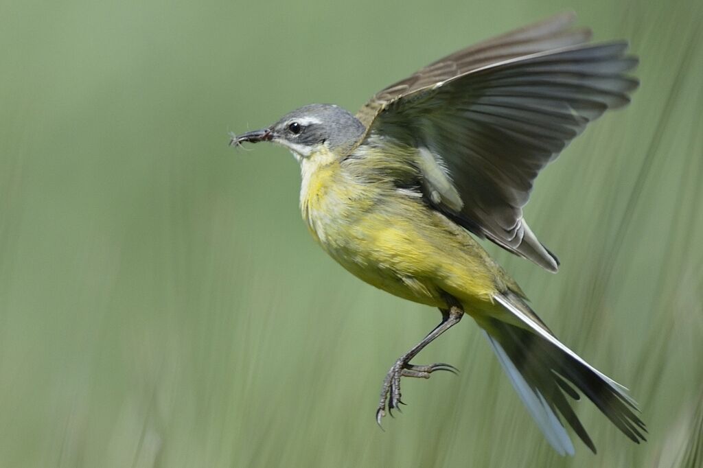 Western Yellow Wagtail male adult